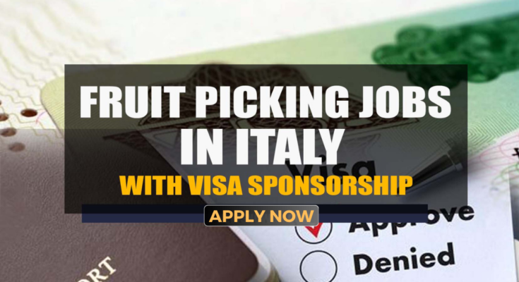 Fruit Picking and Packing Jobs in Italy with Visa Sponsorship